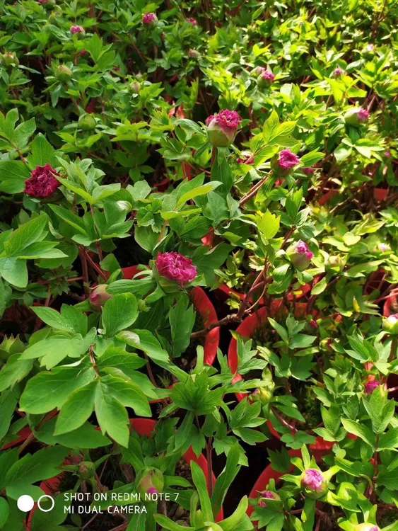 春节前后催花牡丹10个以上花