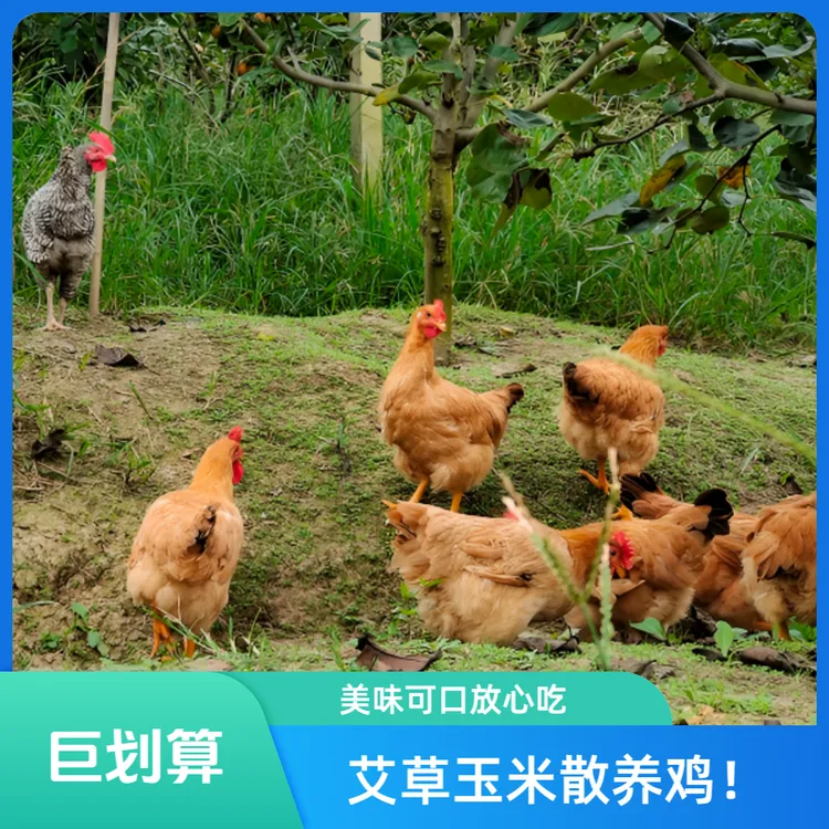 【上海崇明正宗家务鸡】艾草玉米梨园散放鸡　冷链发货