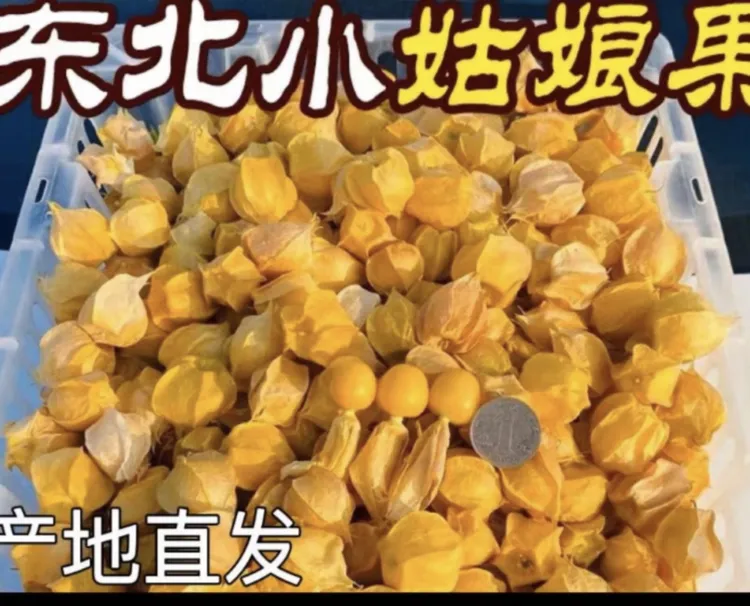 【顺丰包邮】纯东北黑龙江菇娘果 现摘现发小果薄皮 香甜可口1-3-5