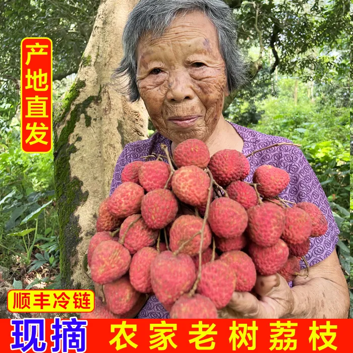 荔枝新鲜水果应季高州老树白糖罂妃子笑桂味糯米糍现摘3斤5斤顺丰
