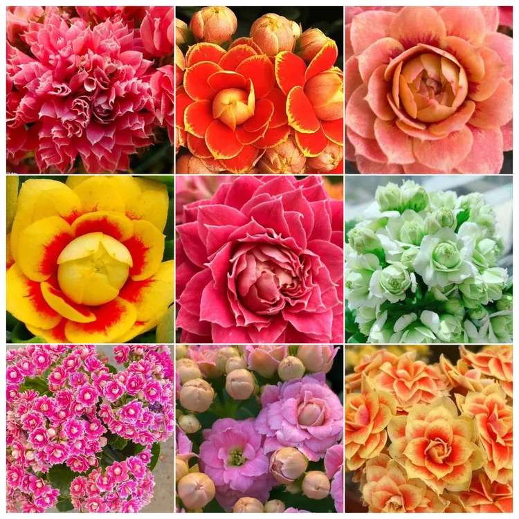 四季开花【重瓣110】长寿花带花苞四季开花花苗植物室内花卉茶室