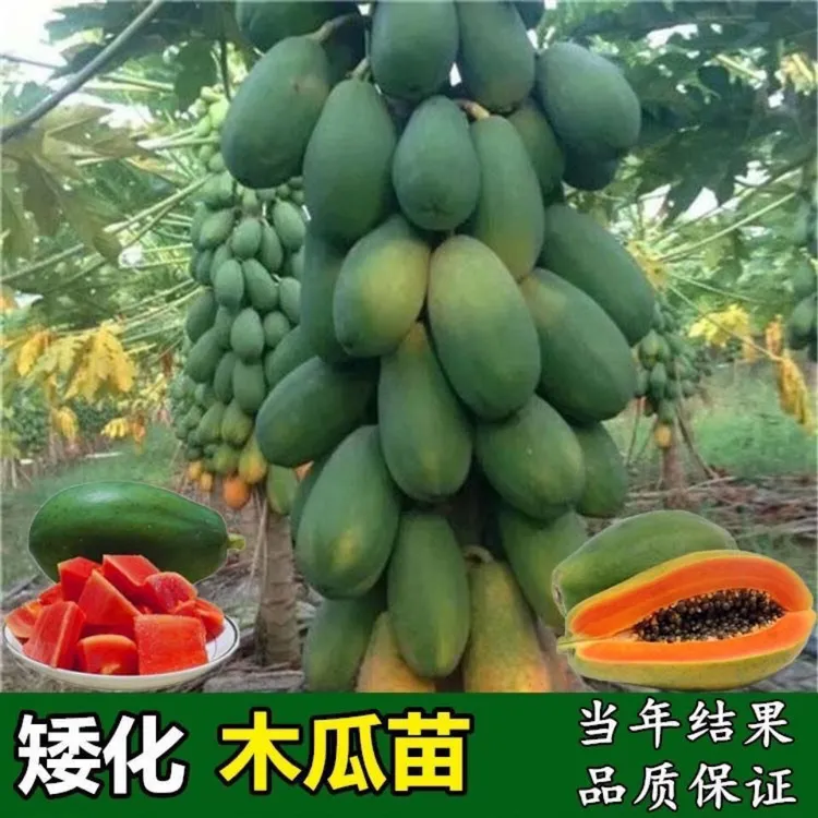 广西木瓜树苗大青冰糖红心木瓜苗矮化特大木瓜苗南方种植四季结果
