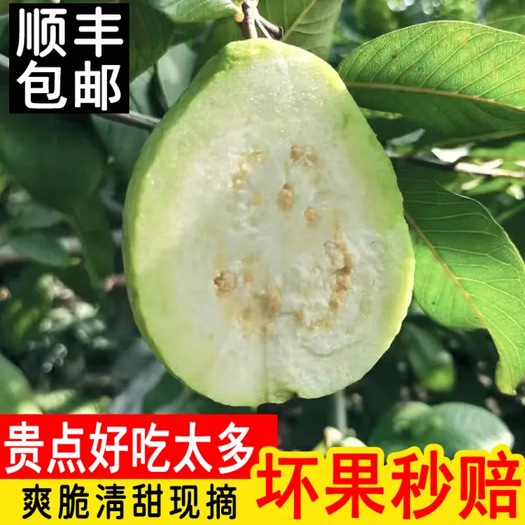 顺丰包邮【送酸梅粉】广东南沙白心芭乐脆甜鲜果当季新鲜现摘水果商品图