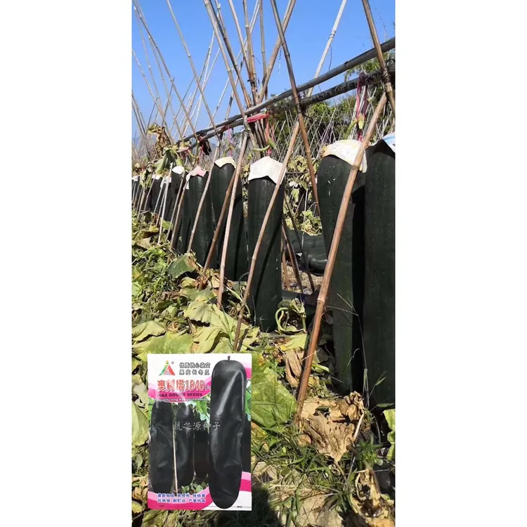 杂交黑皮铁心冬瓜种子澳利塔1848芽率高易授粉快转黑贮运强10克