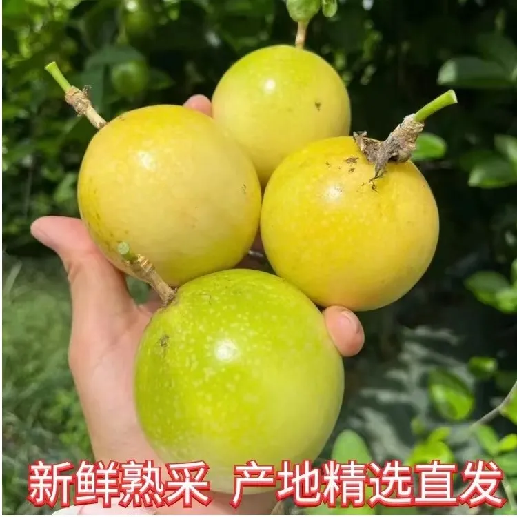 钦蜜9 号黄金百香果，果园直发，香甜多汁纯甜，无酸（5 斤装）