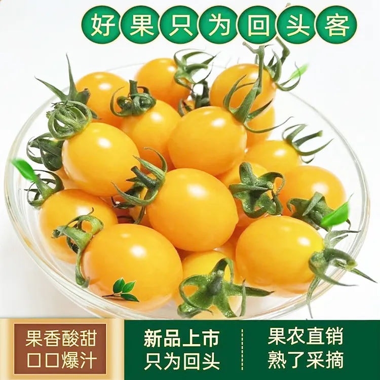 新鲜黄色樱桃番茄小西红柿圣女果酸甜多汁爽口水果蔬菜现摘现发