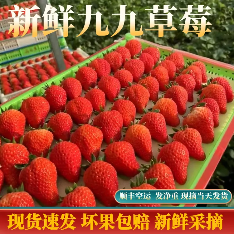 正宗99草莓新鲜草莓红颜奶油草莓产地发空运1/2/3