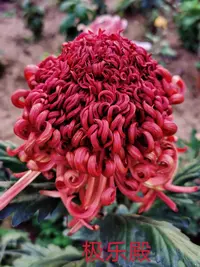 【极乐殿】稀有品种大丝菊花形 九月菊对版出售