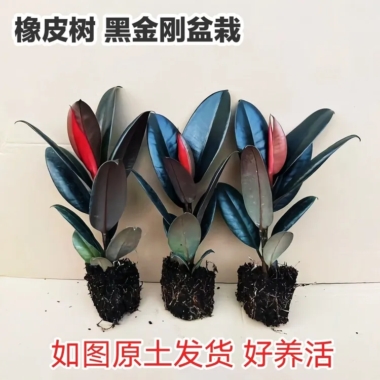 黑金刚橡皮树盆栽绿植观叶植物室内办公室耐阴橡皮树四季常青甲醛