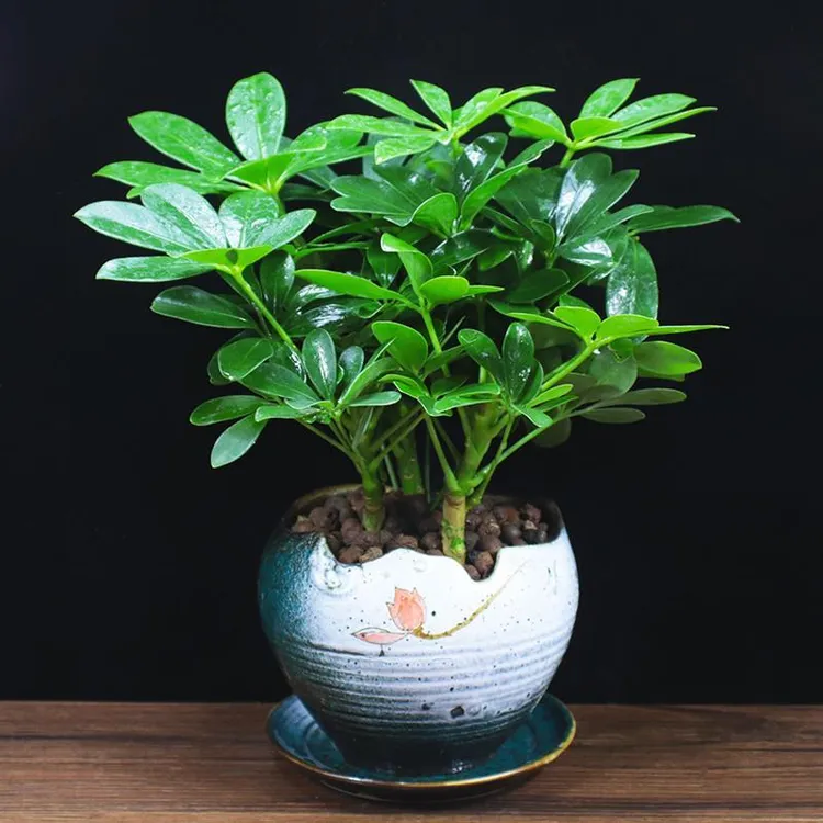 八方来财鸭脚木四季常青除甲醛室内绿植盆栽桌面招财树净化空气好