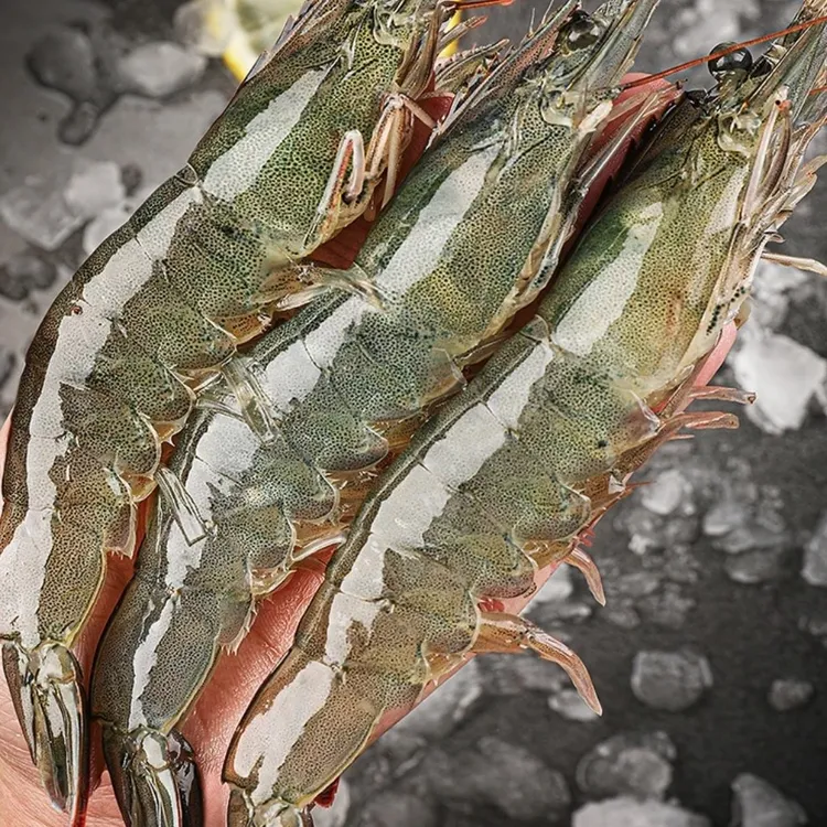 青岛 3斤大海虾14-17厘米左右 海虾约45/60只左右  活虾速冻