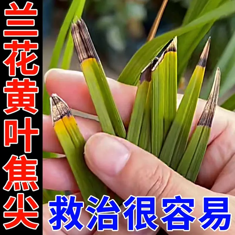 兰花黄叶怎么办】兰花营养液治黄叶黑斑烂根软腐病兰科花专用肥