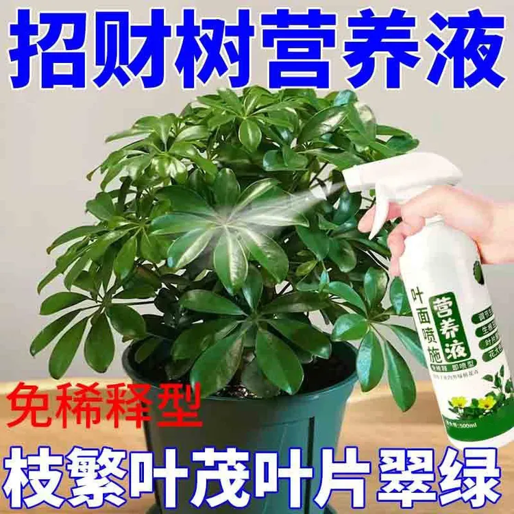 鸭掌木专用肥招财树营养液去黄叶一喷绿免稀释植物营养液叶面肥