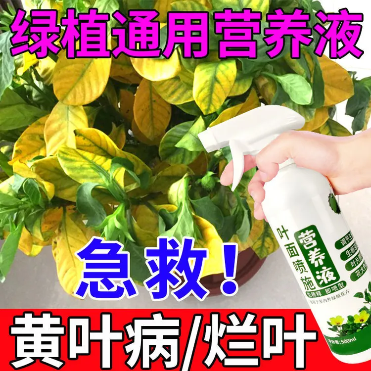 专治黄叶一喷绿黄叶变绿叶面肥植物通用营养液黄叶死苗一夜绿水培