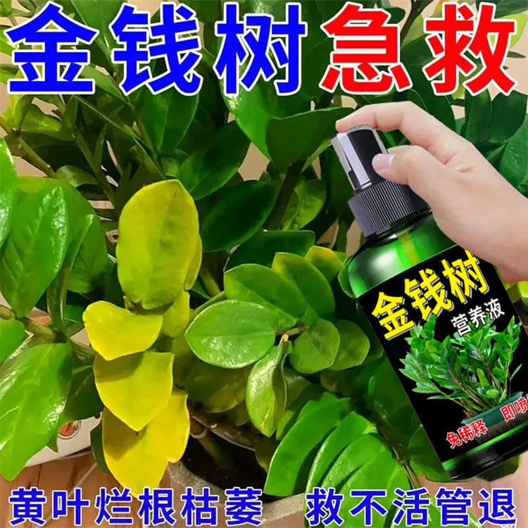 【拯救黄叶】金钱树营养液爆新芽防黄叶烂根一喷绿液体肥免稀释肥