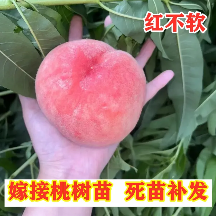 红不软桃树苗嫁接早熟脆甜水蜜桃树南方北方种植盆栽地栽当年结果