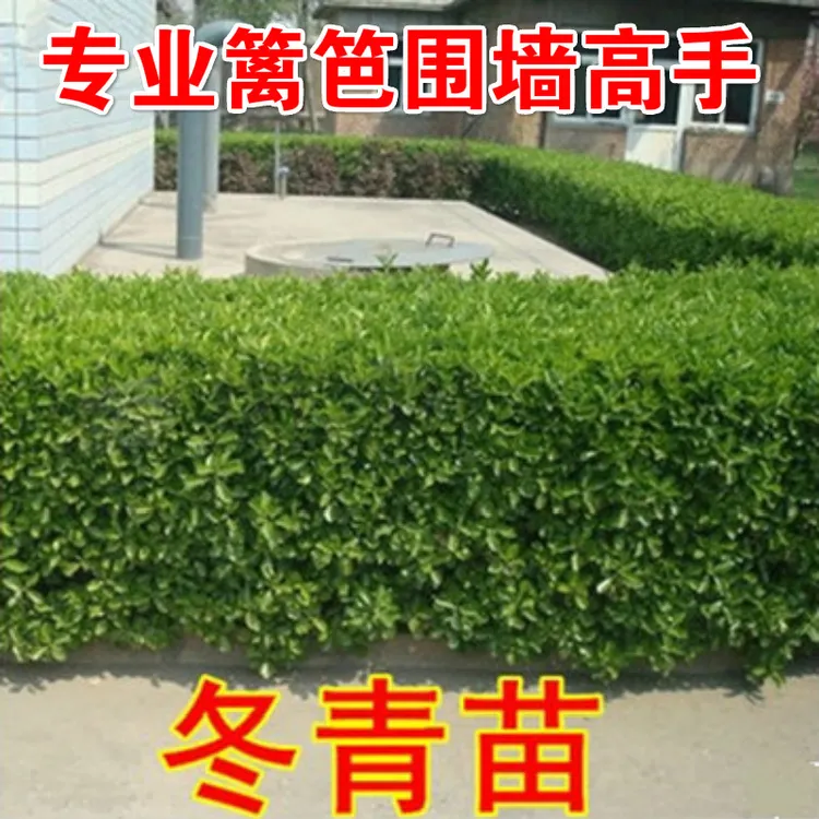 围墙篱笆植物冬青树苗大叶黄杨树苗篱笆树苗南北方植物四季常青