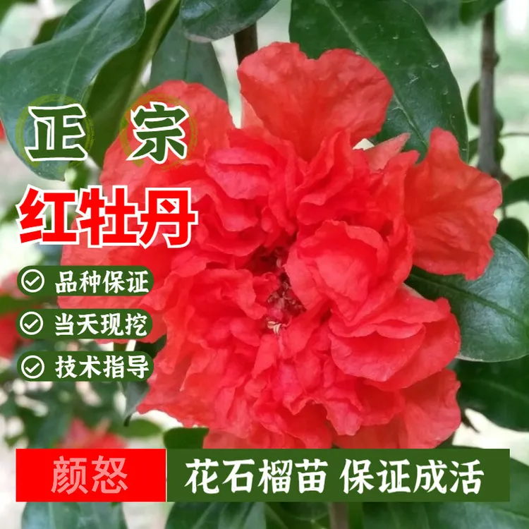 重瓣牡丹花石榴苗盆栽矮化南方北方特大观花石榴树苗庭院地栽四季