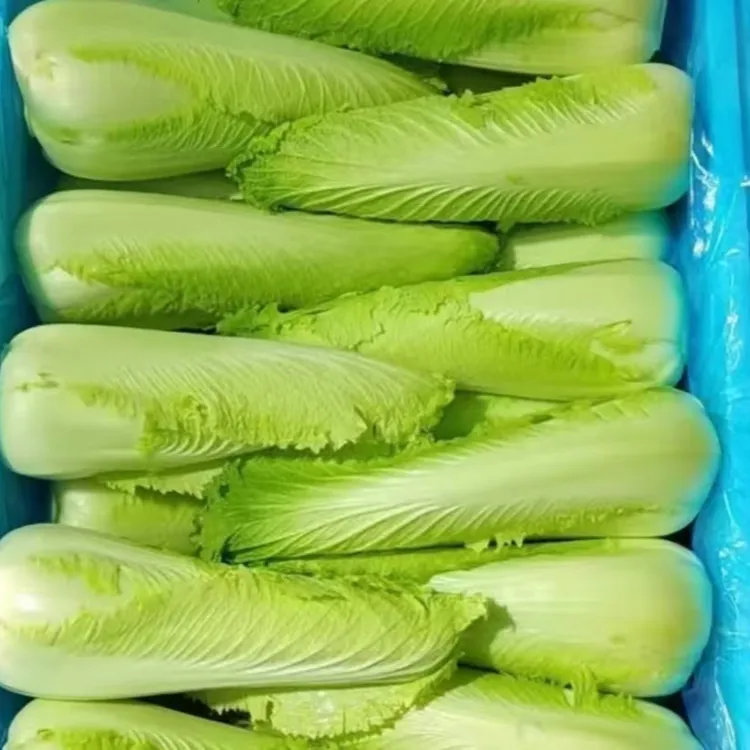 天津武清龙牙菜  3斤装（拍三斤发五斤）（2-3颗）