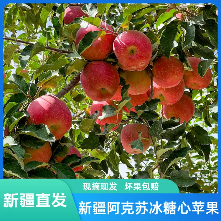 【新疆直发包邮】正宗阿克苏冰糖心苹果清甜脆口应季水果现摘现发