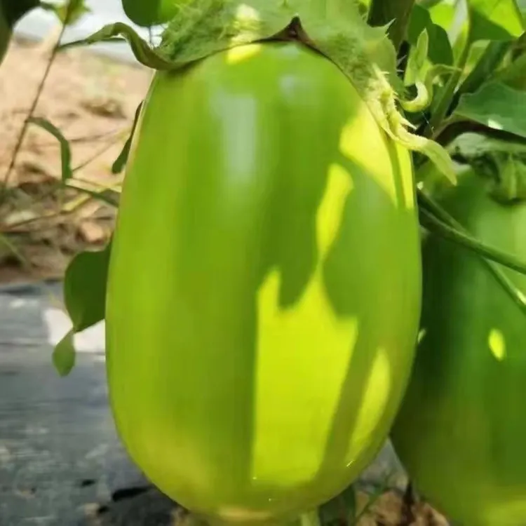 河南茄子青茄子新鲜包邮新鲜蔬菜农家自种河南青茄子鲜嫩青皮