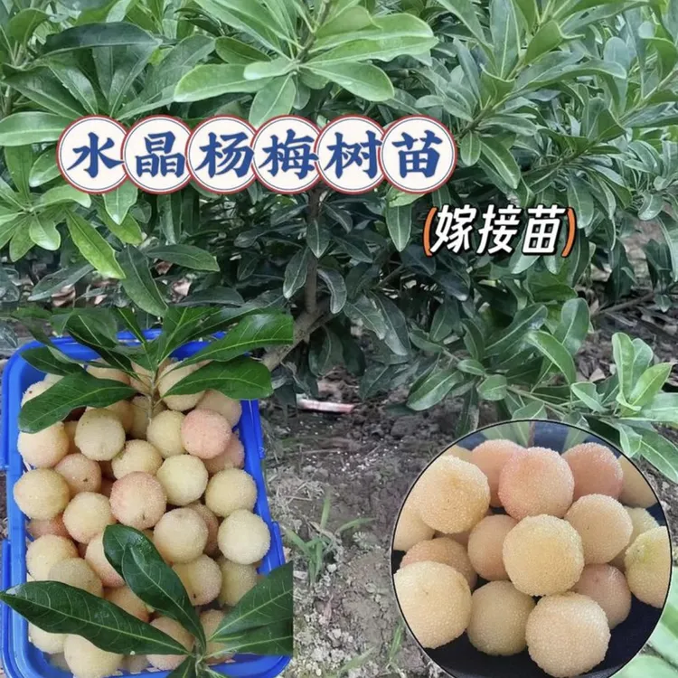 【杨梅苗】黑炭东魁水晶杨梅苗带土带叶子南北方杨梅果树盆栽地栽