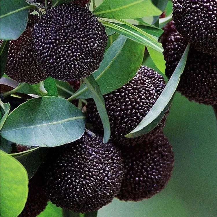 大黑炭杨梅树苗嫁接杨梅苗盆栽地栽庭院四季常青当年结果耐寒品种