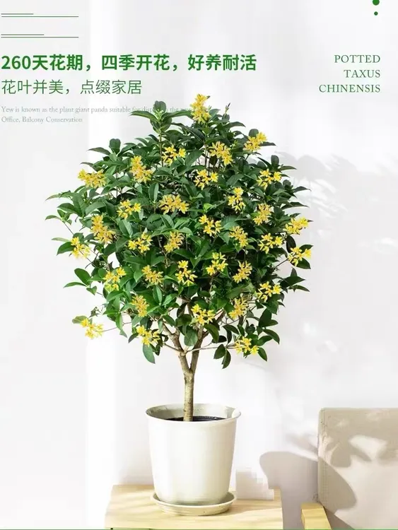 四季桂花原生月月桂产地常绿开花室内室外庭院