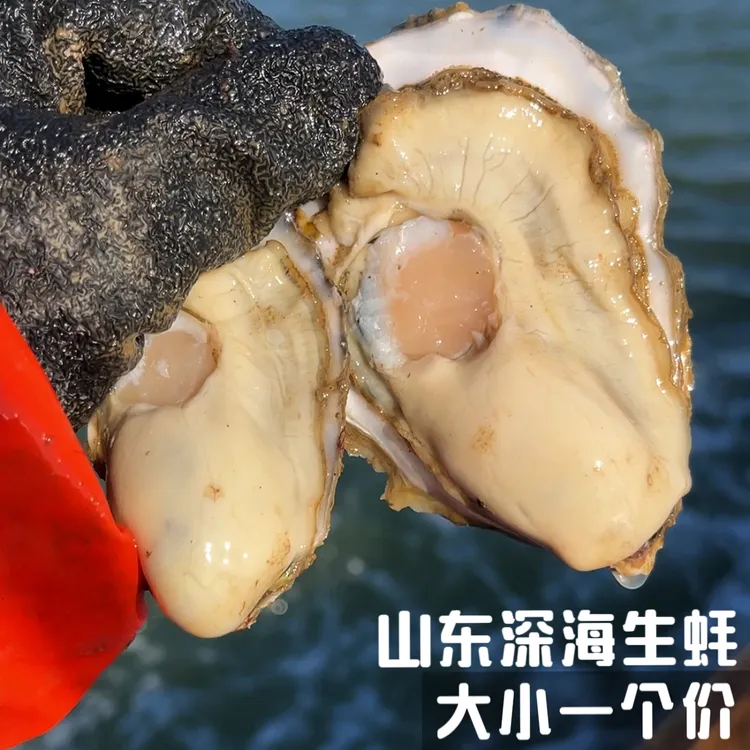 山东生蚝大小一个价包肥包活肥美 鲜活海鲜新鲜美味