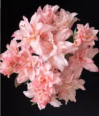 2头女神吸色重瓣百合（3支）-----（实物以直播间为准）