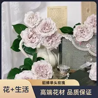 【貂蝉--单头玫瑰】(实物以直播间为准)花艺生活摆放