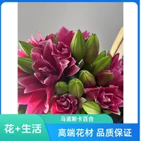 多头马诺斯卡百合----以直播间实物为准