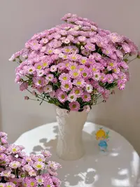  少女粉三文鱼小雏菊  实物以直播间为准