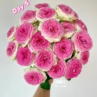 定制精选冰淇淋--稀有多头玫瑰（实物直播间展示为准）