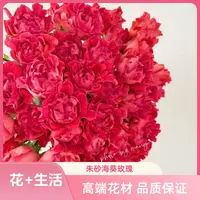 朱砂海葵多头玫瑰----实物以直播间为准