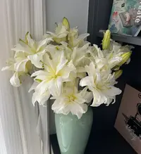 3头奶油重瓣百合--【实物以直播间展示为准】