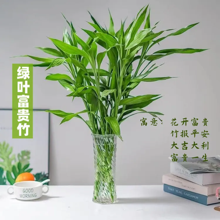 富贵竹水培植物盆栽绿植花卉室内水养客厅转运竹子节节高