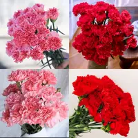 【单头康乃馨鲜花】新鲜成品康乃馨花束云南基地鲜花直发家用鲜花