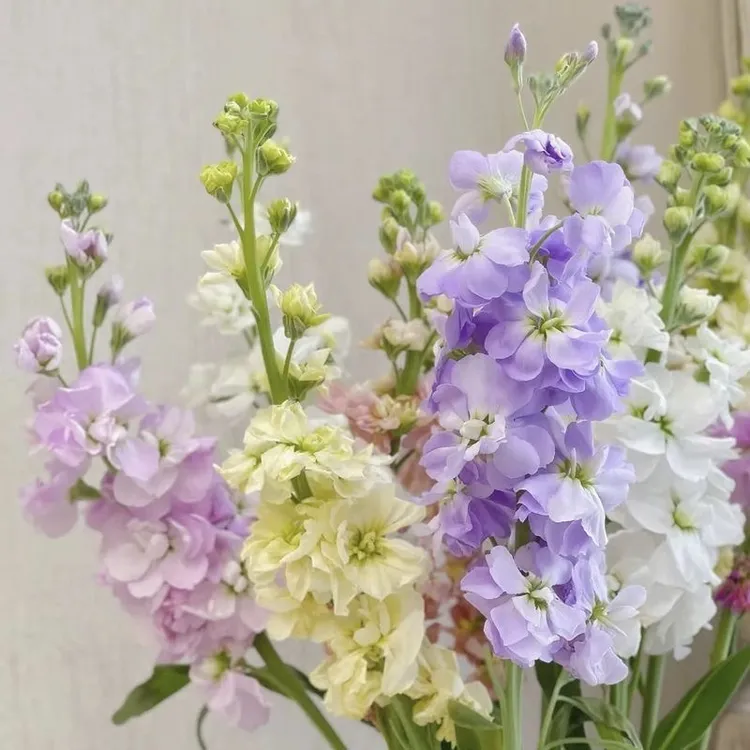 【重瓣紫罗兰鲜花】新鲜采摘紫罗兰花束云南基地鲜花直发家用鲜花