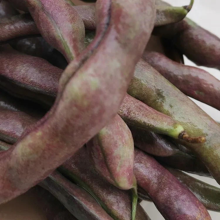 恩施自家新鲜四季豆一件三斤装