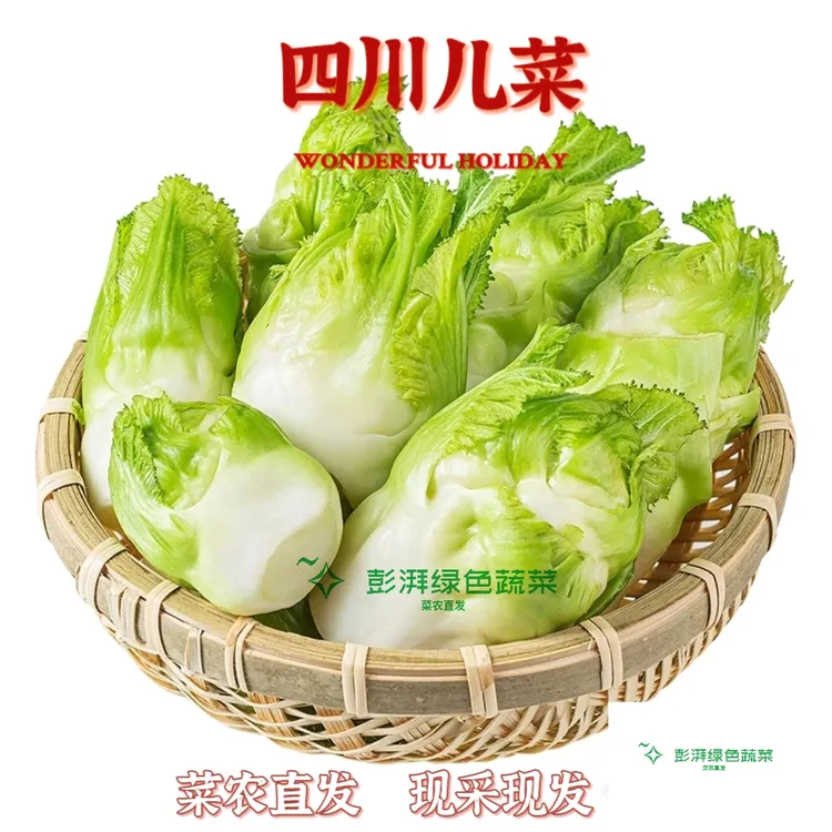 四川嫩儿菜娃娃菜发净儿现货秒发菜农直发露天种植农家新鲜3斤5斤