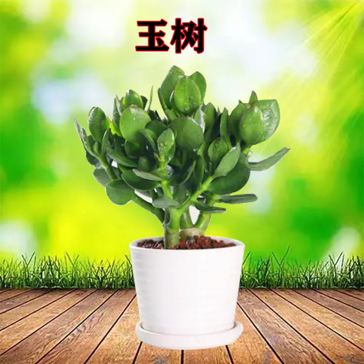 玉树老桩多肉植物养懒人盆栽办公室前台绿植内外净化空气室内植物