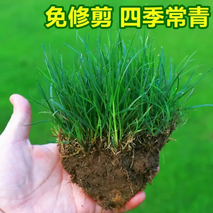 草坪草籽四季常青护坡狗牙根马尼拉地毯草种子百慕大黑麦草种籽孑商品图