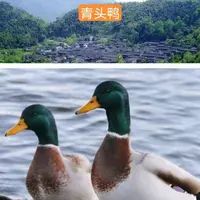 【山溪养青头鸭】山溪水放养150天毛重约5斤一只带鸭肾