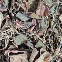 【林下野生金线莲】2年林下放种野生金线莲50克起