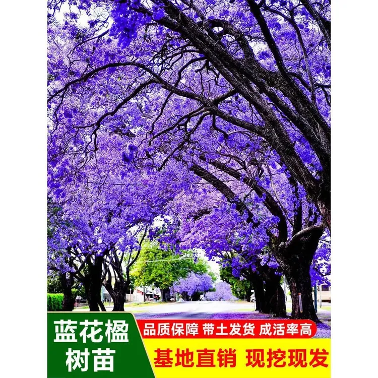 蓝花楹树苗珍稀名贵树苗特大凤凰木红花楹树自然盆栽大树绿化苗木
