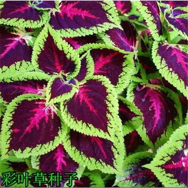 彩叶草种子观叶花草四季可播易种室内阳台盆栽花卉植物