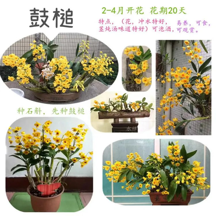 鼓槌石斛兰散苗木桩板植