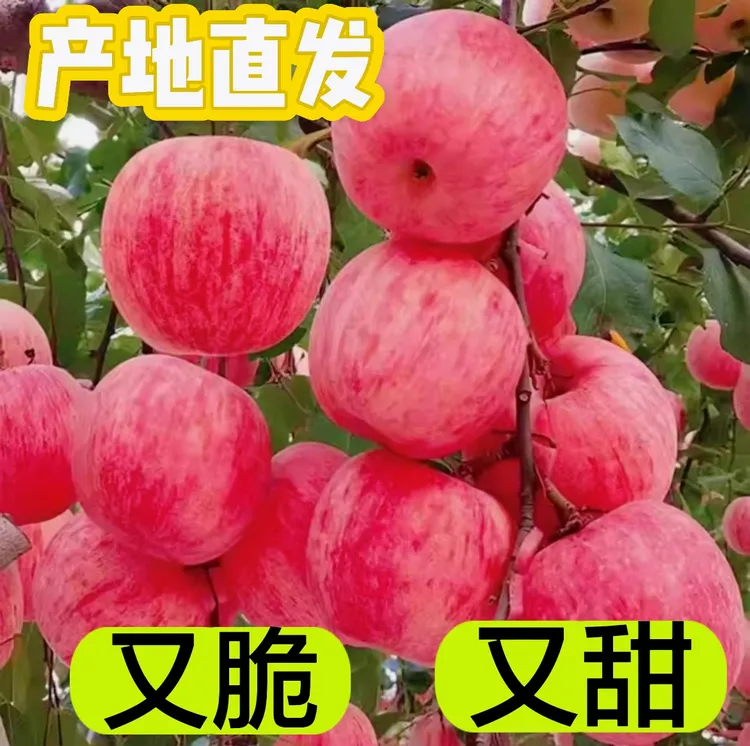 正宗山西大山里的红富士又脆又甜产地直发