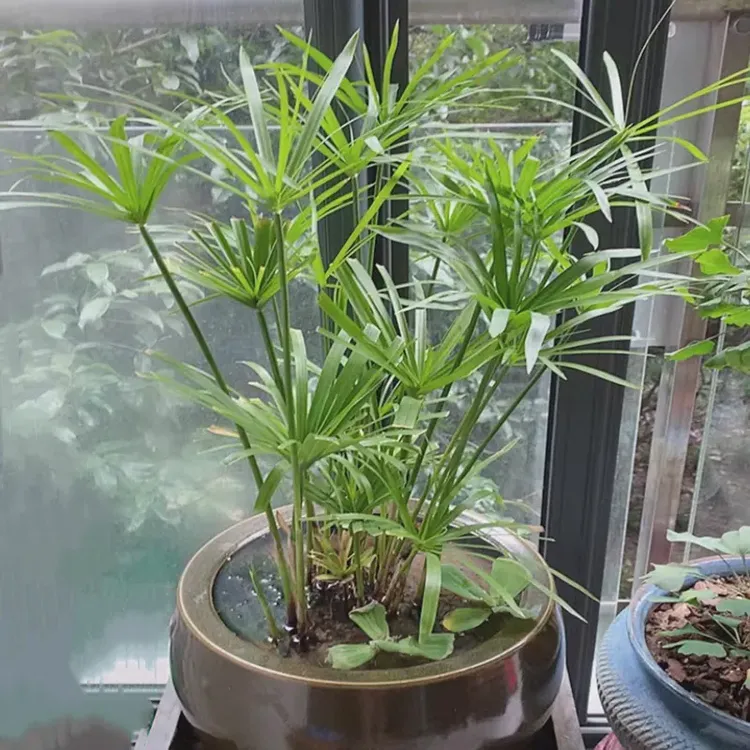 水生水培植物龟水竹盆栽养活鱼缸水池塘风车草苗四季常青净化观赏